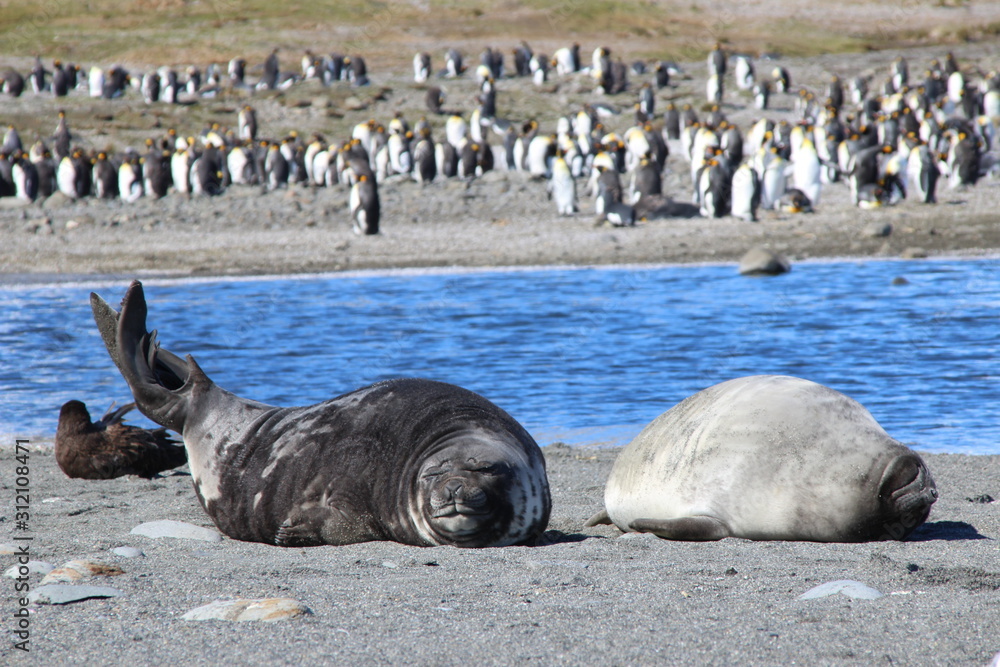 Fototapeta premium Seeelefant und Pinguine in Südgeorgien - Salisbury Plains