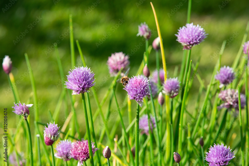 Bee on Allium Bee on Allium