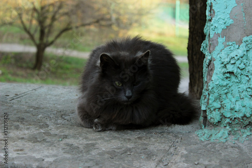 Black cat lying outdoors. Stray cat in the park. Animals, pets, animls day concept.