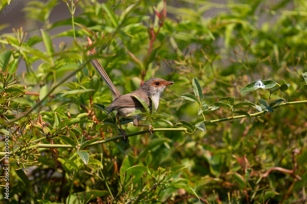 A female Superb Fairy-Wren sitting on a green branch A female Superb Fairy-Wren sitting on a green branch