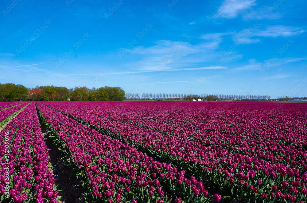 Tulip fields near Emmeloord in the Netherlands