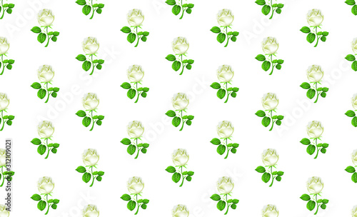 Vector pattern with white roses on a white background.