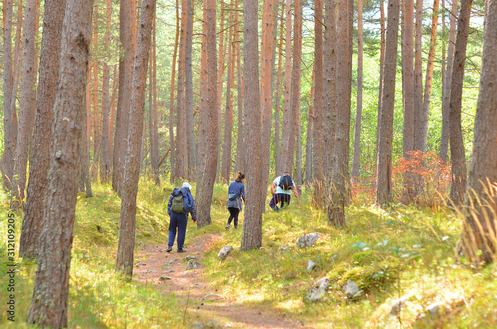Two men and a woman are walking among the trunks of pine trees in the forest. Camping trip. Active lifestyle. Two men and a woman are walking among the trunks of pine trees in the forest. Camping trip. Active lifestyle.