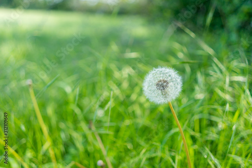 a dandelion in a green meadow
