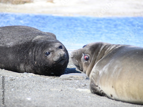 Seehundbaby in Südgeorgien, Antarktis am Strand liegend