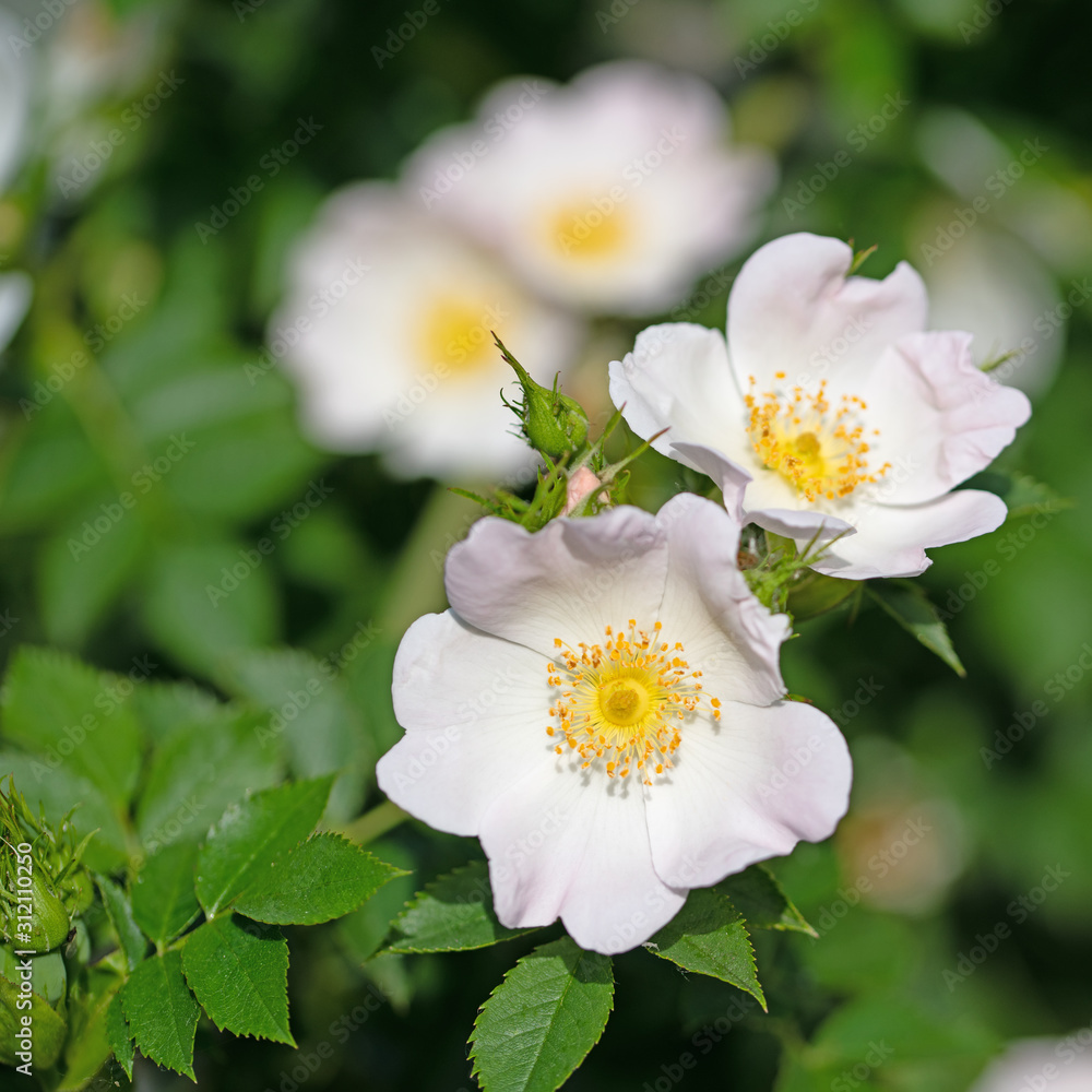 Fototapeta premium Blühende Hagebutten, Rosa canina, im Frühling