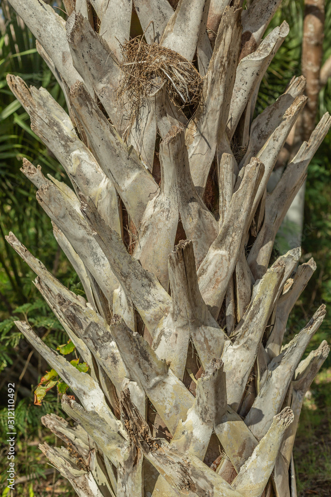 palm trunk texture