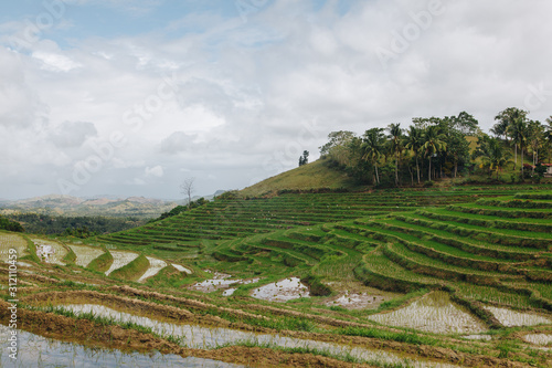 Beautiful scenic view on rice fields, Bohol Island, Philippines