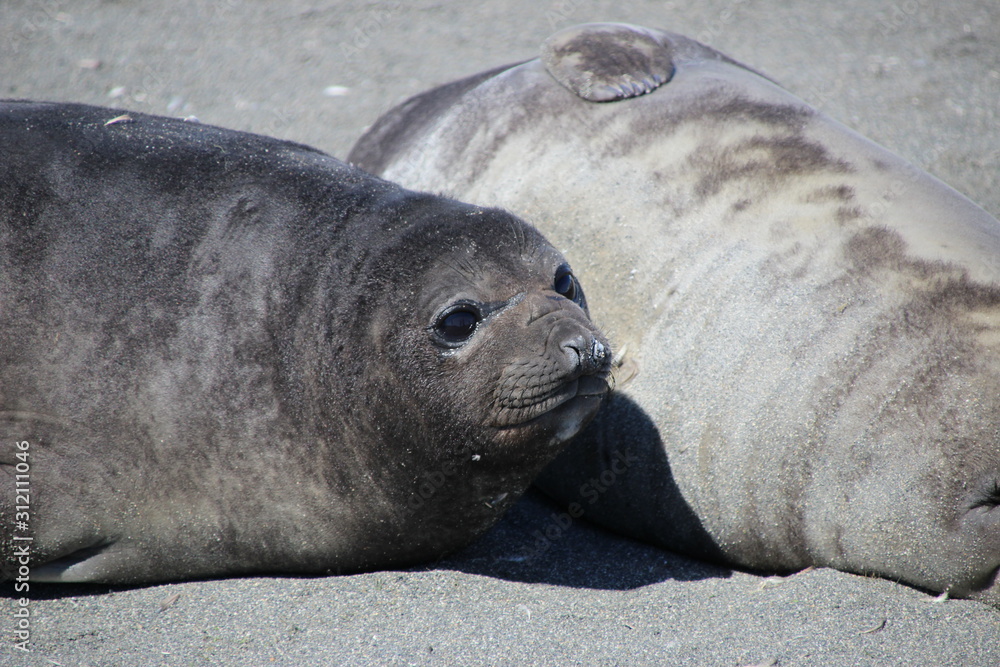 Naklejka premium Seehundbaby in Südgeorgien, Antarktis am Strand liegend