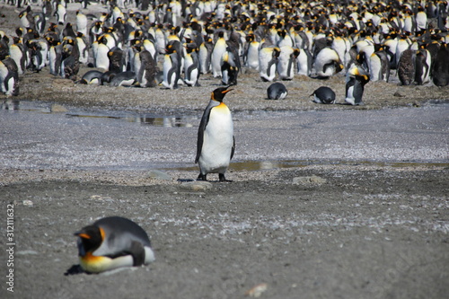 Riesige Pinguinkolonie in Südgeorgien - Königspinguine