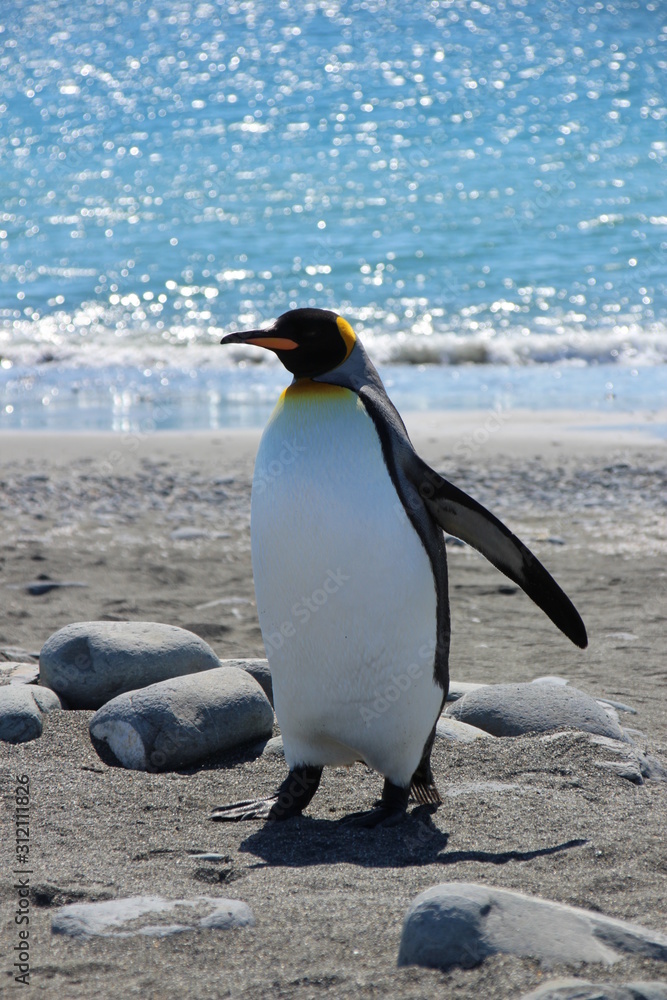 Naklejka premium Königspinguin in Südgeorgien Antarktis nistend, laufend