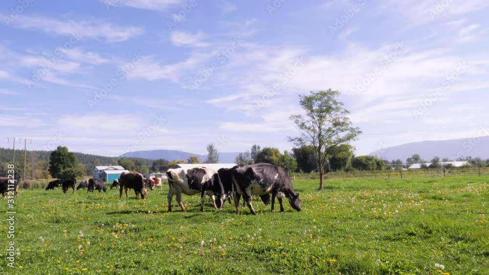cows grazing in wide open field on beautiful summer day cows grazing in wide open field on beautiful summer day
