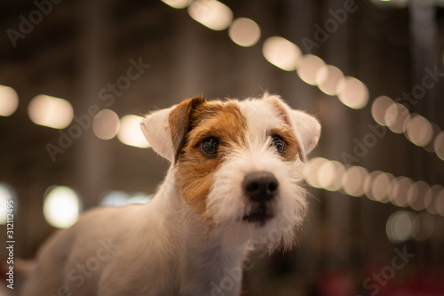Parson Russell Terrier Indoor Portrait