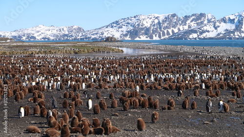 Riesige Pinguinkolonie in S  dgeorgien - K  nigspinguine