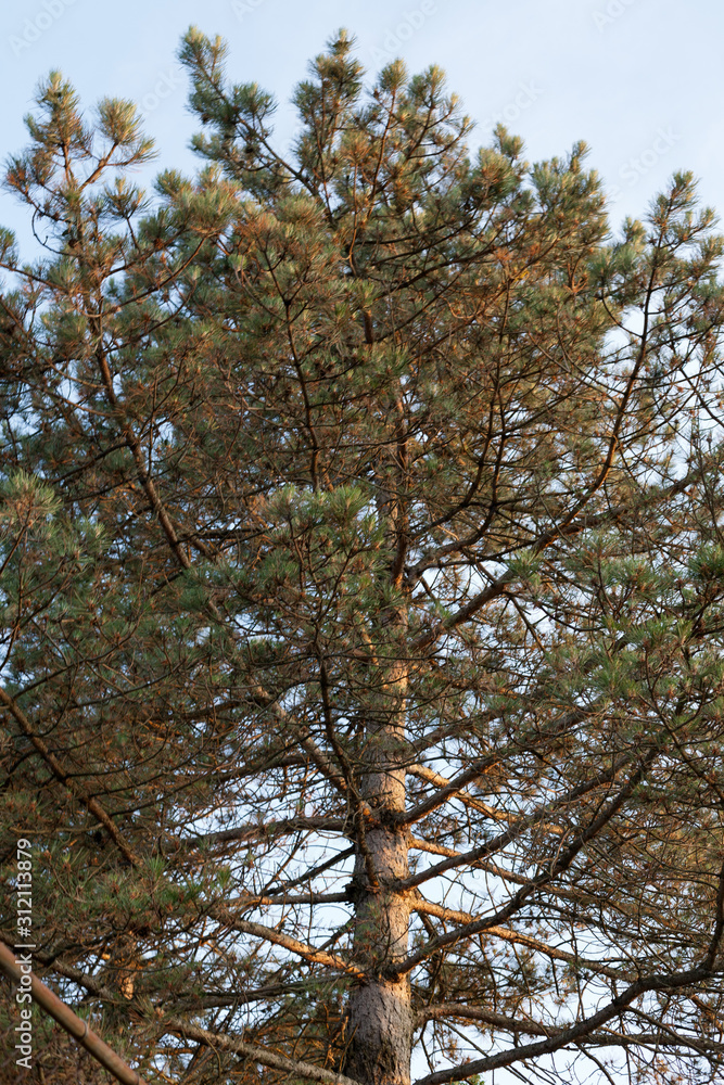 Fototapeta premium Pine tree in golden hour