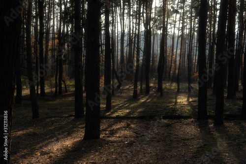 Spectacular view on the forest