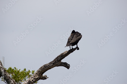 Cormorant resting on a tree, nature reserve