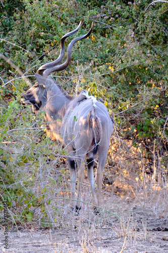 Kudu in Mana Pools National Park  Zimbabwe