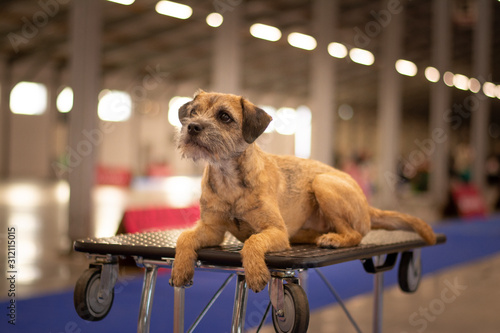 Fotografía Border Terrier Indoor Portrait