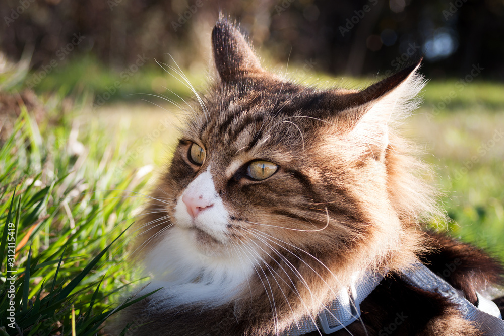 close up of a cranky beautiful norwegian forest cat sitting outdoor. his ears are back