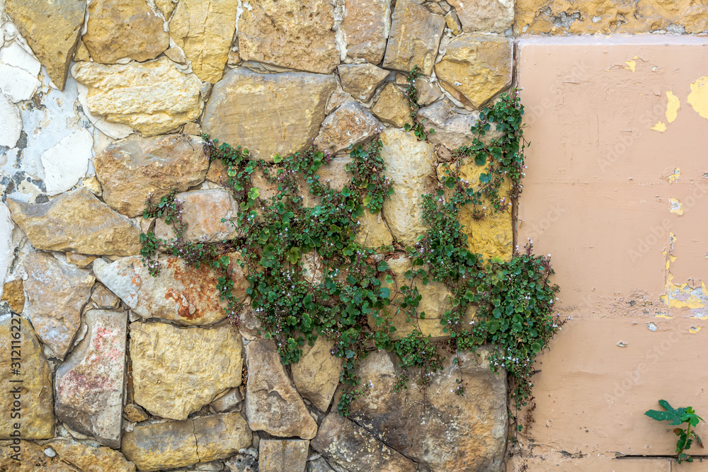 Fototapeta premium Green plant growing right from stone wall. Zest for life.