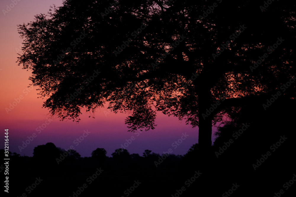 Fototapeta premium Sunset in Mana Pools National Park, Zimbabwe