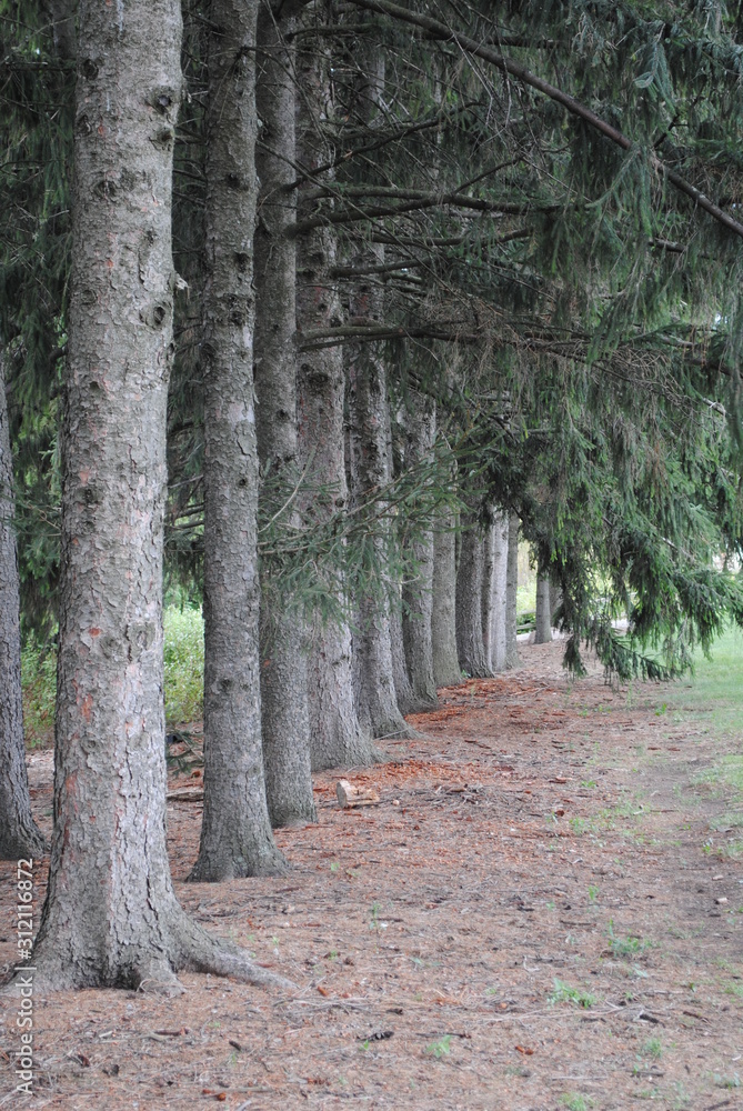 Obraz premium path in the forest