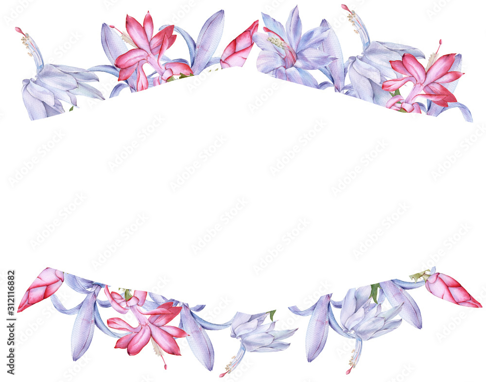 Frame with blooming cactus schlumbergera. Isolated on a white background. Frame with blooming cactus schlumbergera. Isolated on a white background.