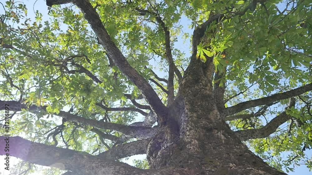 crown tree branches foliage bottom view sun powerful trunk slow motion crown tree branches foliage bottom view sun powerful trunk slow motion