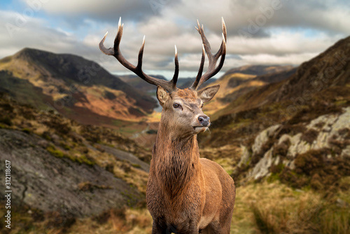Majestic Autumn Fall landscape of red deer stag in front of mountain landscape in background