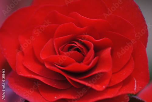 red rose with drops of water