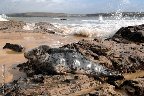 STRANDED SEAL CUN HARLYN photo