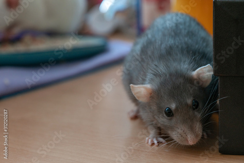 adorable pretty girl pet rat