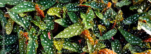Blätter Begonia maculata Hintergrund