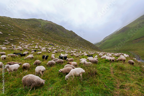 Sheep in the mountains. Sheep in the meadow