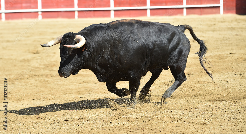 toro español toro español