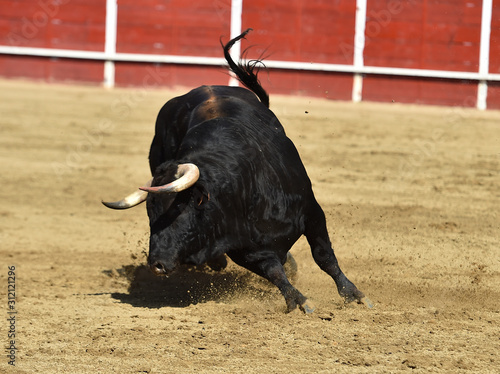 spanish bull running on the bullring on traditional spectacle of bullfight