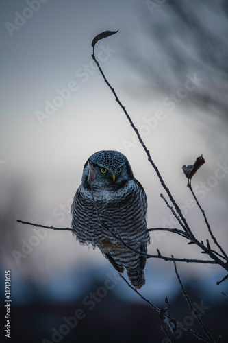 A Northern Hawk Owl In Southern Ontario, Canada. photo