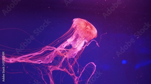 Beautiful red jellyfish (Chrysaora Pacifica) swimming underwater. Japanese sea nettle floating in the aquarium. Marine life background.