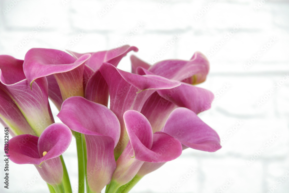 Fototapeta premium Close up of pink calla lily flowers isolated on a white brick background