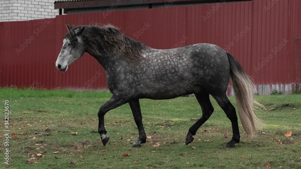 Grey dappled andalusian breed horse walking in the field in late autumn. Animal in motion. Grey dappled andalusian breed horse walking in the field in late autumn. Animal in motion.