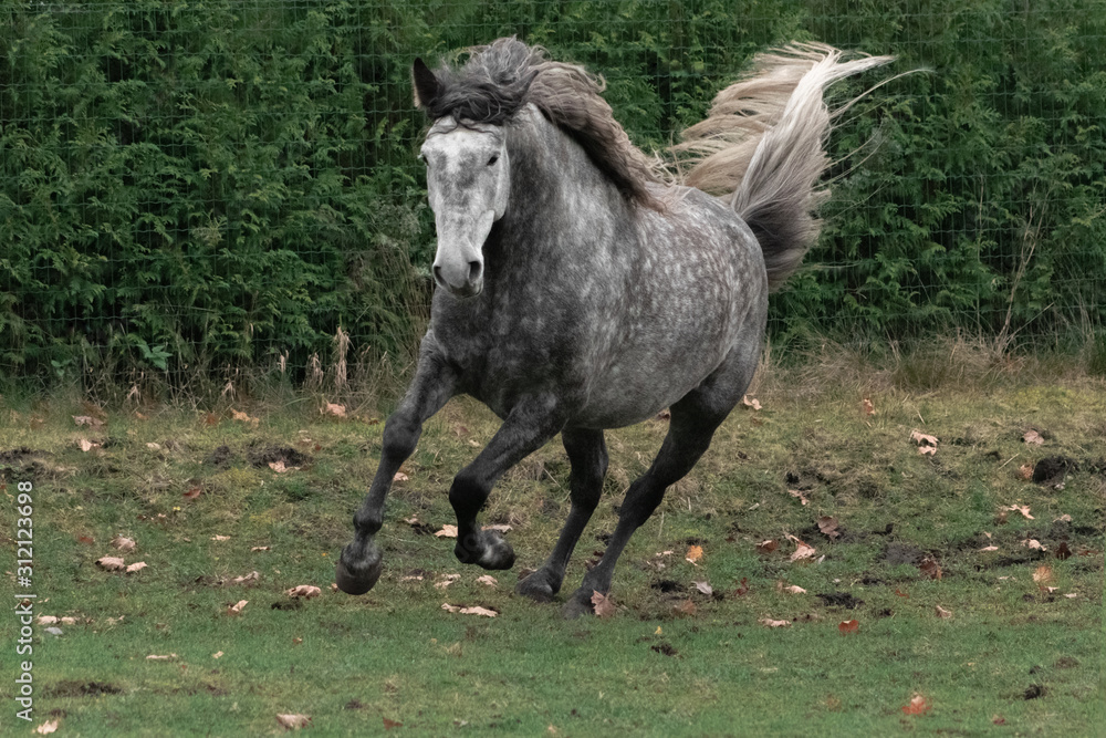 Obraz premium Grey dappled andalusian breed horse running in the field in late autumn. Animal in motion.