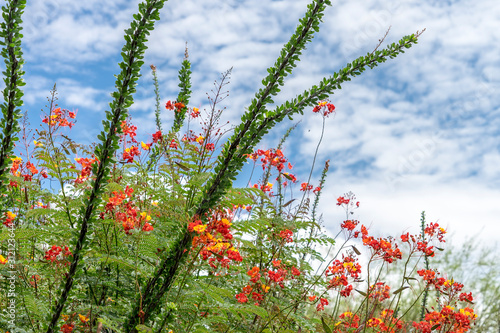 closeup of an ocotillo and Mexican Bird of paradise against blue sky with clouds photo