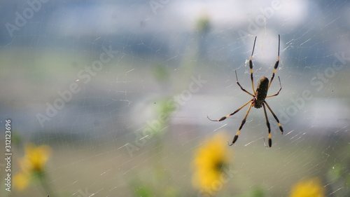 araña