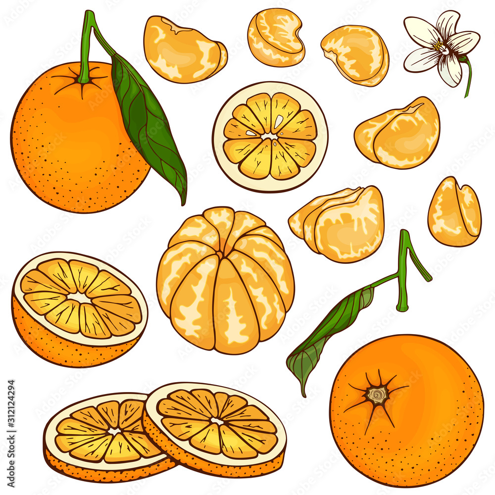 Oranges (mandarin, clementine, tangerine). Set fruits citrus. Whole orange, slice, cut pieces, lobule, flower, plant leaves. Colorful vector illustration Isolated on white background. Drawn freehand. Oranges (mandarin, clementine, tangerine). Set fruits citrus. Whole orange, slice, cut pieces, lobule, flower, plant leaves. Colorful vector illustration Isolated on white background. Drawn freehand.