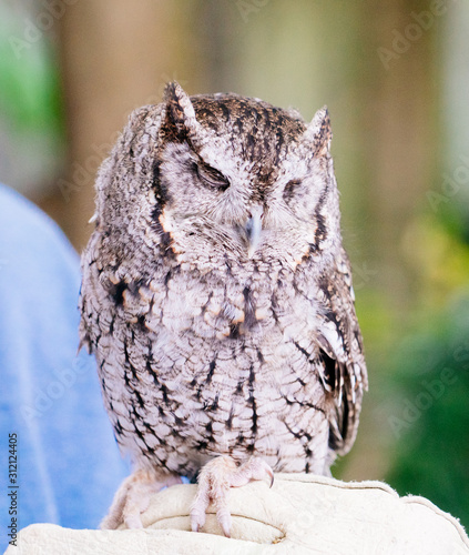 A blind owl without eyes 