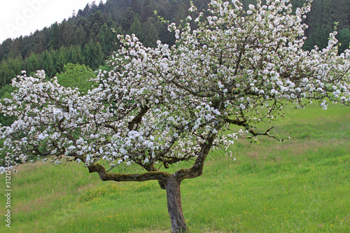Blühnder Apfelbaum