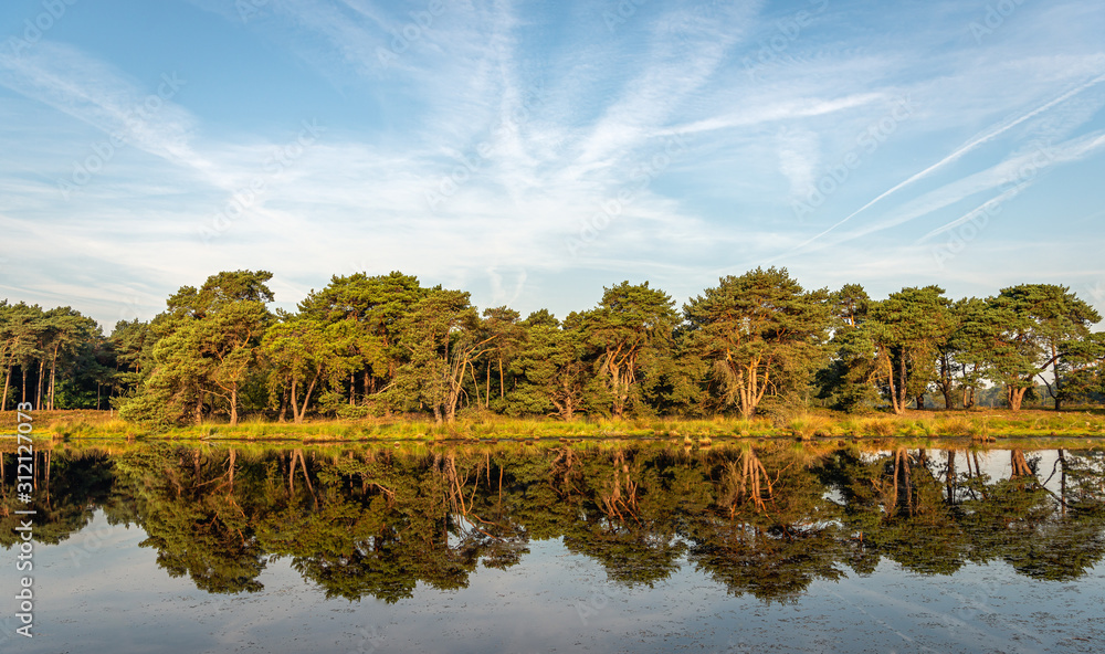 Obraz premium Reflected row of trees
