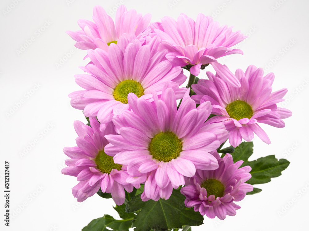 beautiful pink daisies flowers isolated on white background beautiful pink daisies flowers isolated on white background