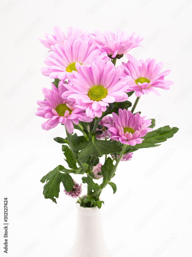 beautiful pink daisies flowers isolated on white backgroundbeautiful pink daisies flowers isolated on white background